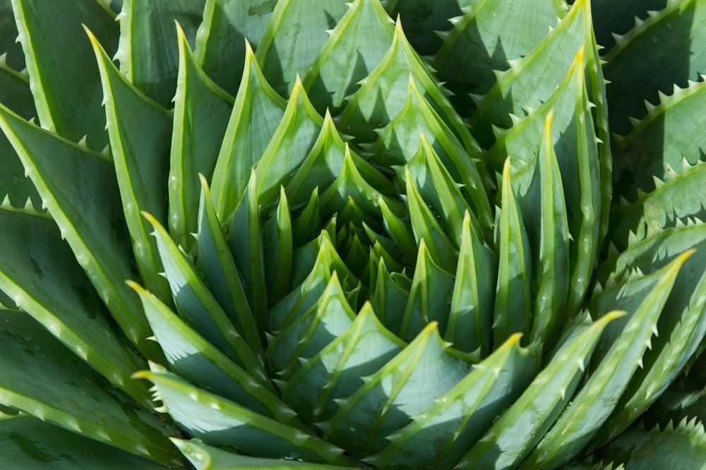 Aloe vera-d00e449d786a4bd0adbada92f163ab42.jpg Aloe vera