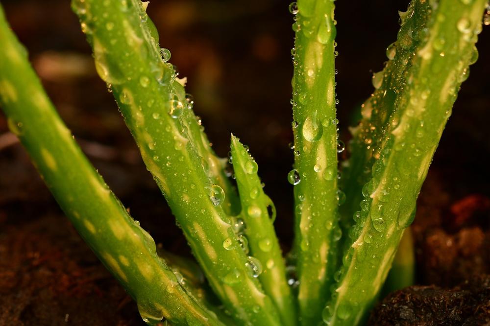 Aloe vera-be26bb39828d41cba86924d90dff4273.jpg Aloe vera