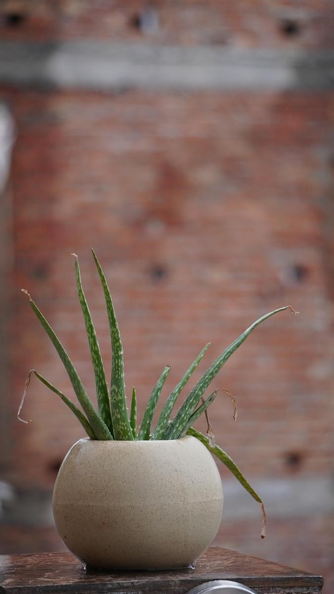Aloe vera-d00e449d786a4bd0adbada92f163ab42.jpg Aloe vera