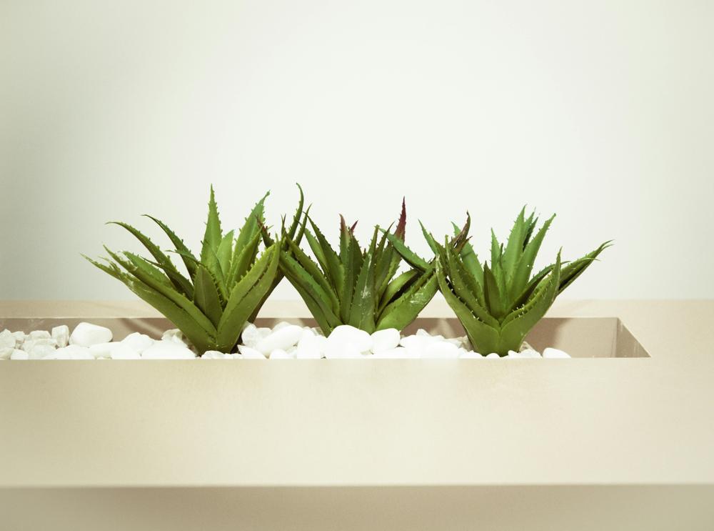 aloe vera-c236eb97f28d4de08601876f60b4deb6.jpg aloe vera