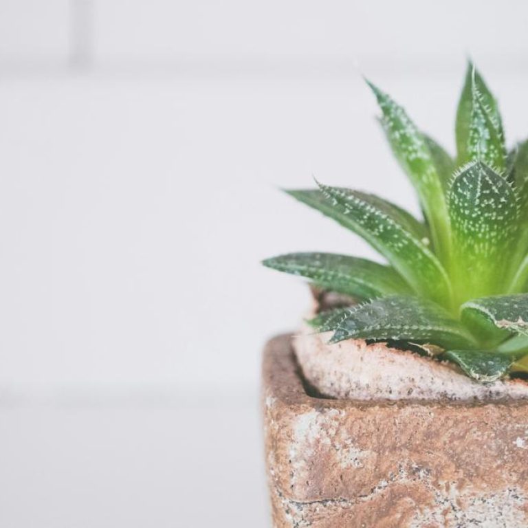 Aloe-vera-302a70905f0e493bb31f6f573a222d20