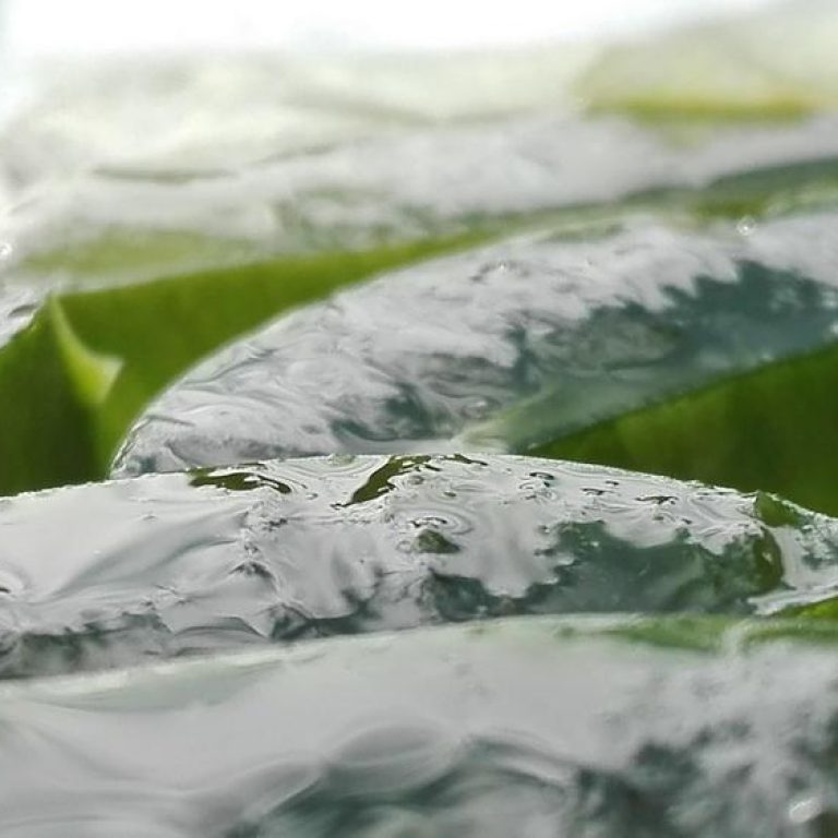 aloe-vera-3891eaac7ccd49208dc6b4581c6e2266
