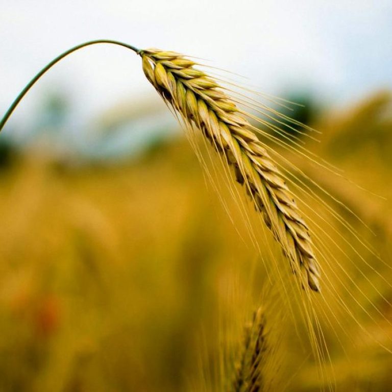 barley-field-2d77d05aaf0747408f36199b7a8522e8