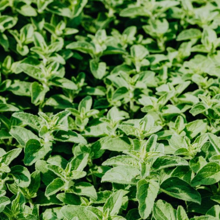 fresh-herbs-17d43a70762d44ba813382db2973ded7