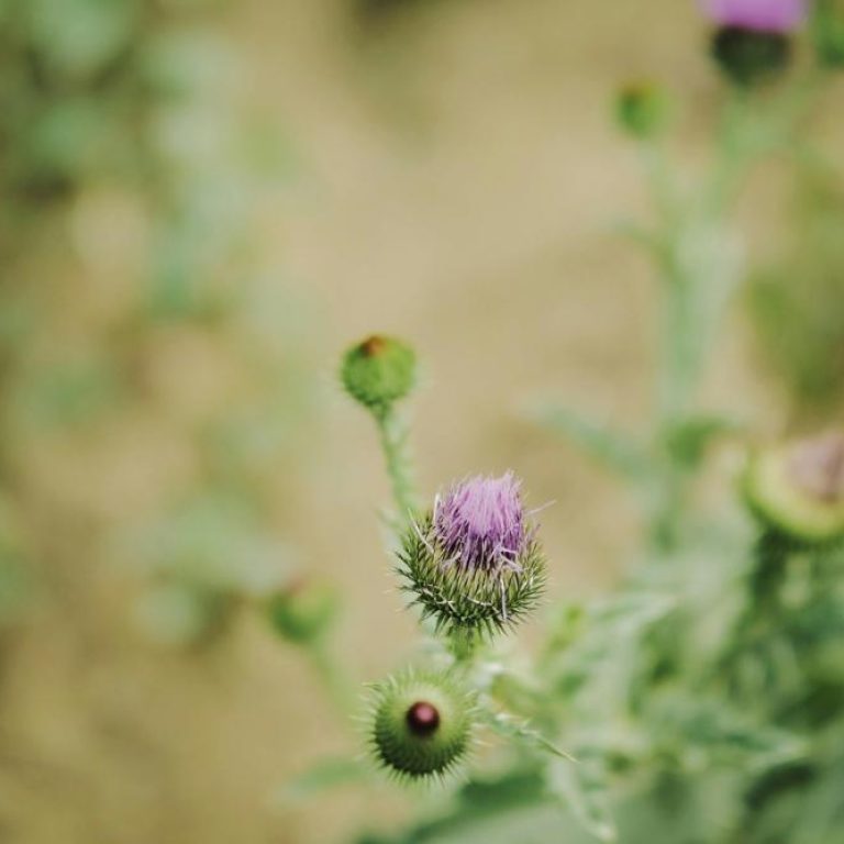 milk-thistle-fe7496e187d84978b4967075eb08c7e3