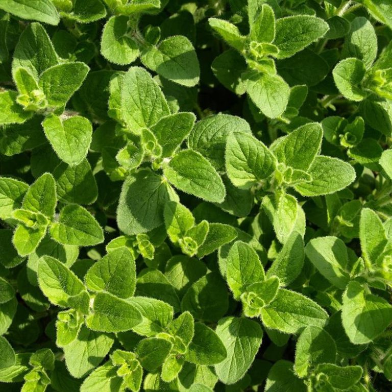 oregano-oil-552926e33dd94b8690424c0703ca61aa