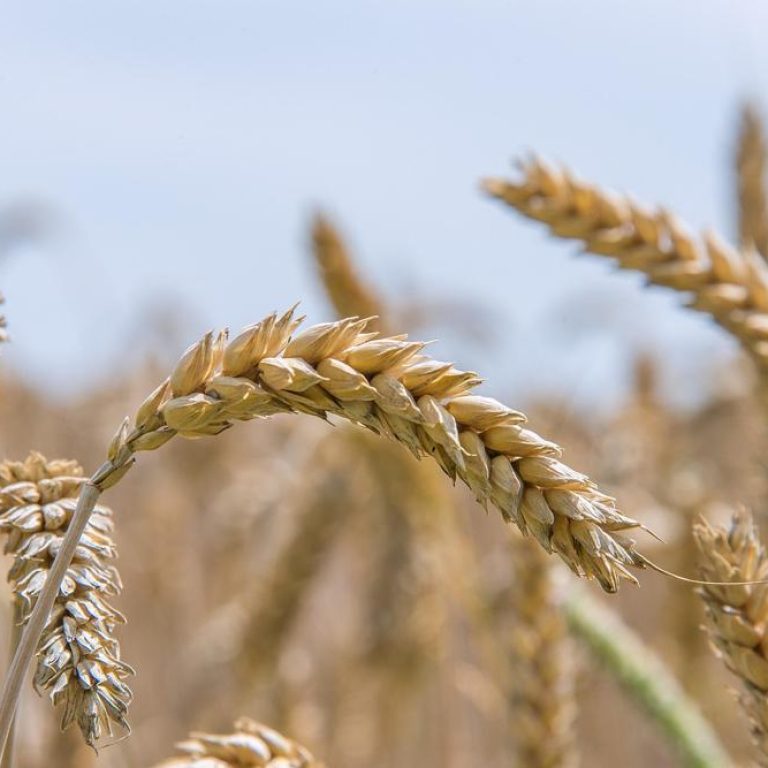 wheat-bran-dishes-2fe4b3b70df5458b830d5731401db1ae