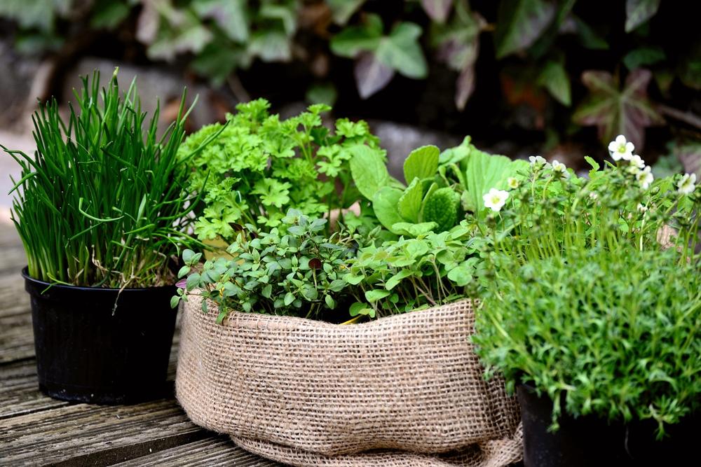 fresh herbs-c469ea5394de4f67936899947acb9ff9.jpg fresh herbs