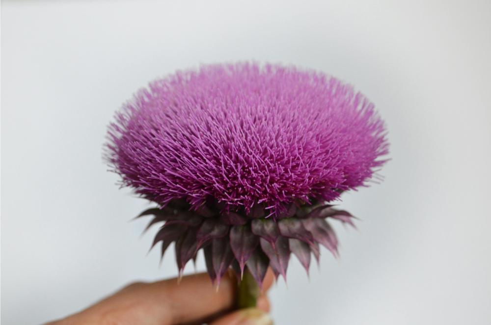 milk thistle-92d0eedf53c34199922e230966ae7dff.jpg milk thistle